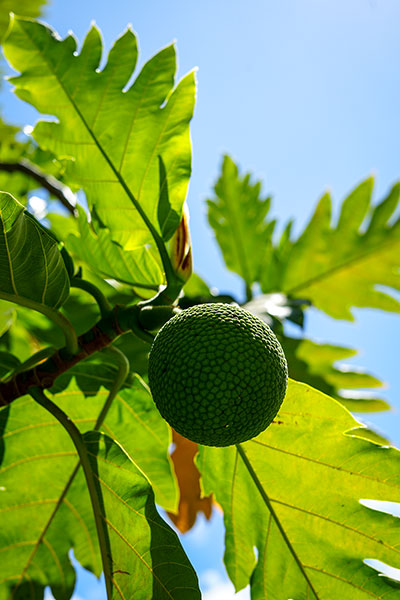 image of Ulu hanging on the tree in the Old Lahaina Prison property in Lahaina before the fire.